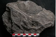 Foto (Detailansicht) von Senftenbergia crenata Lindl. et H. (NHMW-GEO-2024-0188-10948)